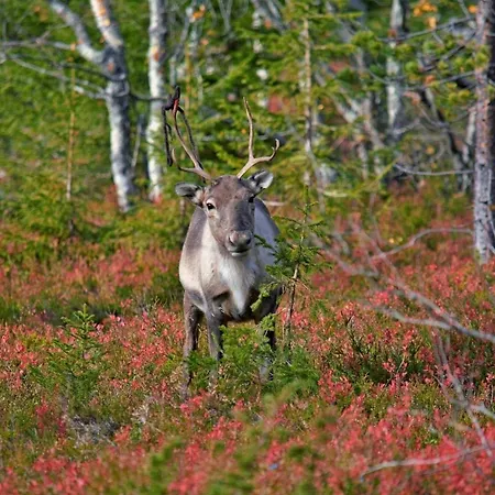 Arctic Star - Lumitaehti